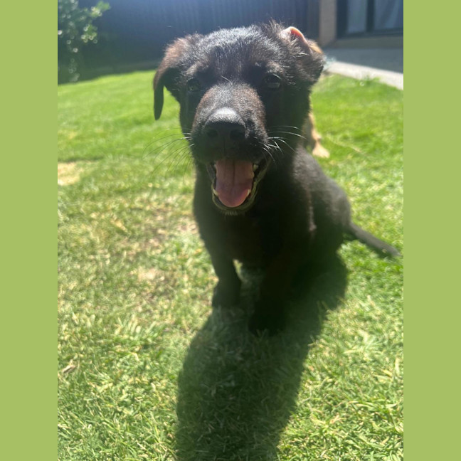 Photo of Tommy (Previously Brownie)