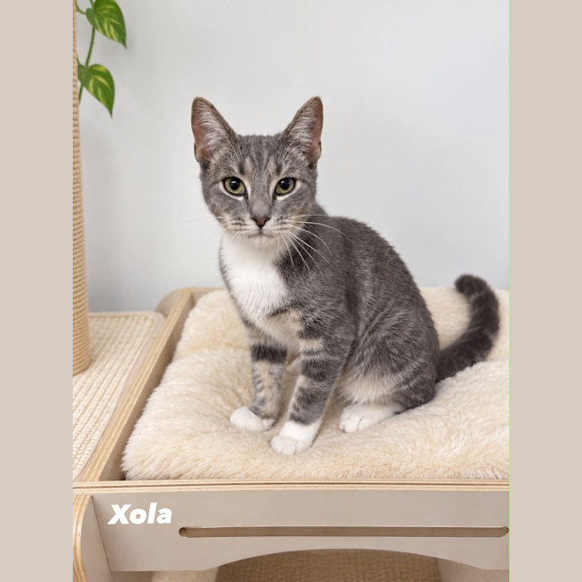 Photo of Xola