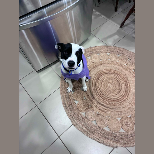 Photo of Tux   18 Month Old Staffy X
