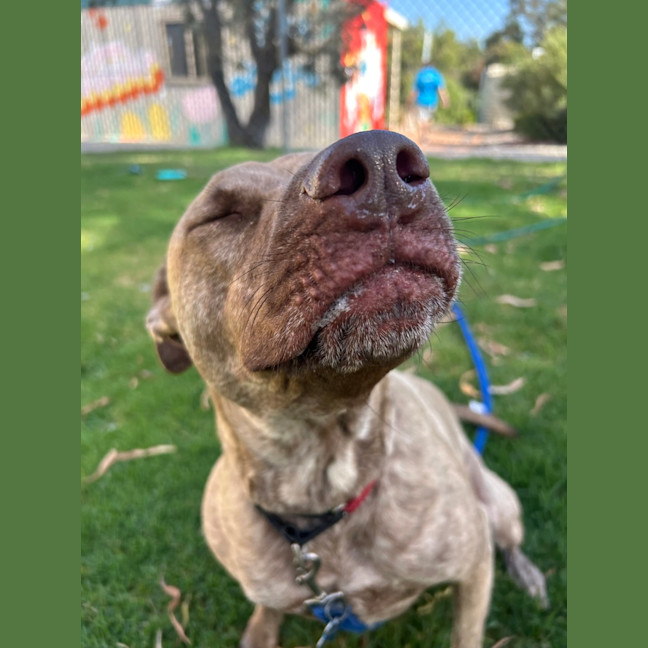 Photo of Cola