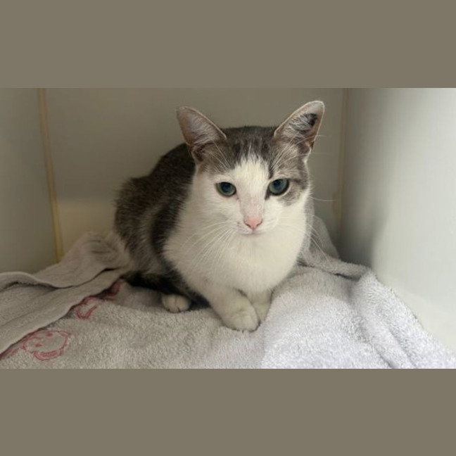 Photo of Allegra