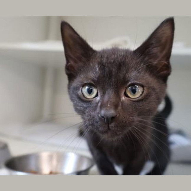 Photo of Salem