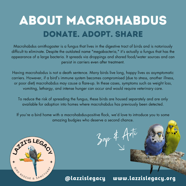 Photo of Macrohabdus (Agy, Megabacteria) Flock