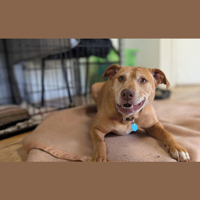 Photo of Nala