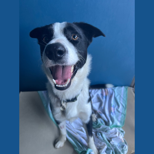 Photo of Oreo