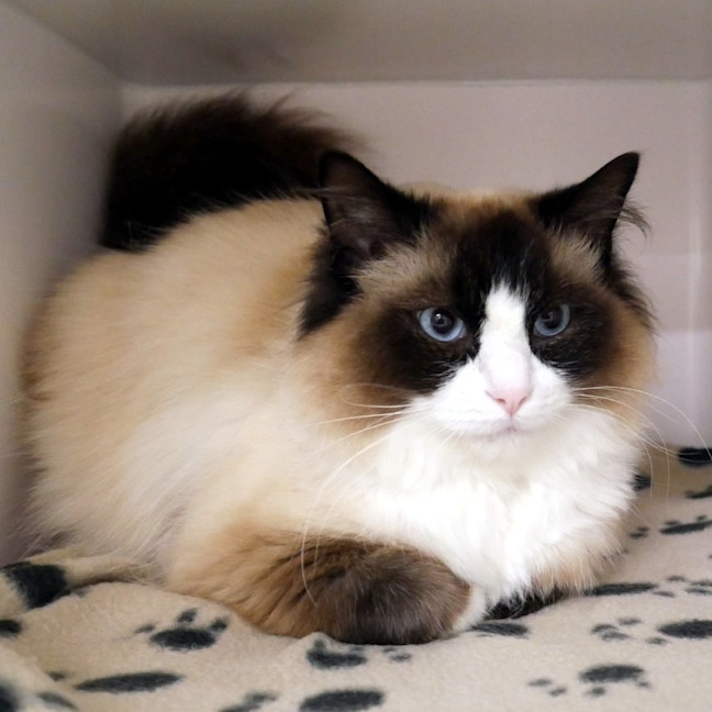 Photo of Chase Sta014423