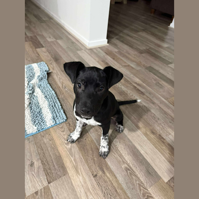 Photo of Chester