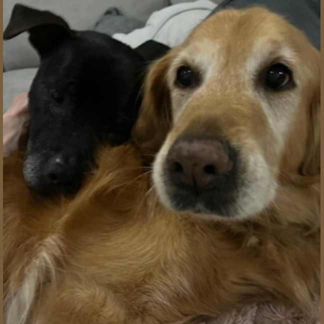 Photo of Daisy And Tonka 