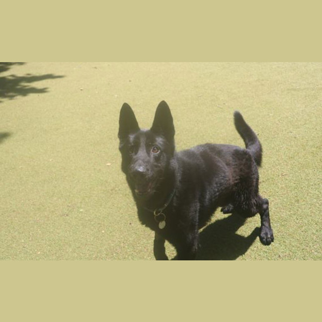 Photo of Maverick