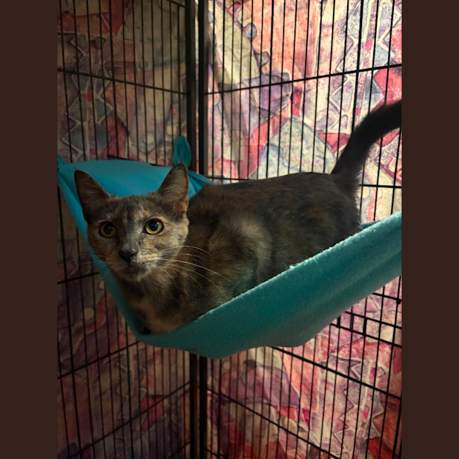 Photo of Mc Muffin