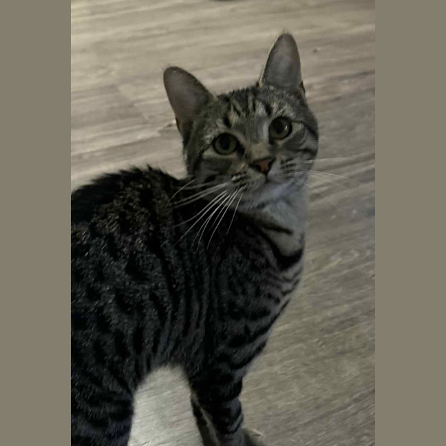 Photo of Ziggy 