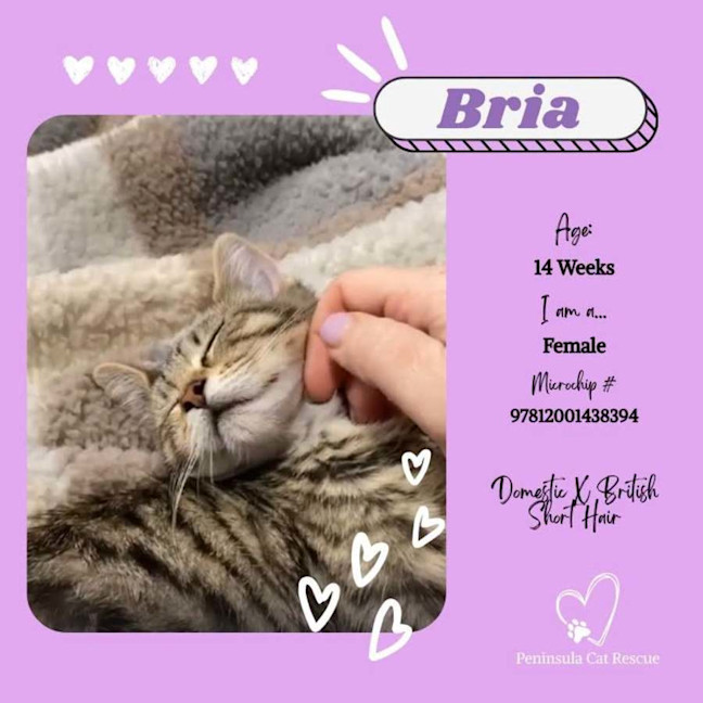 Photo of Bria