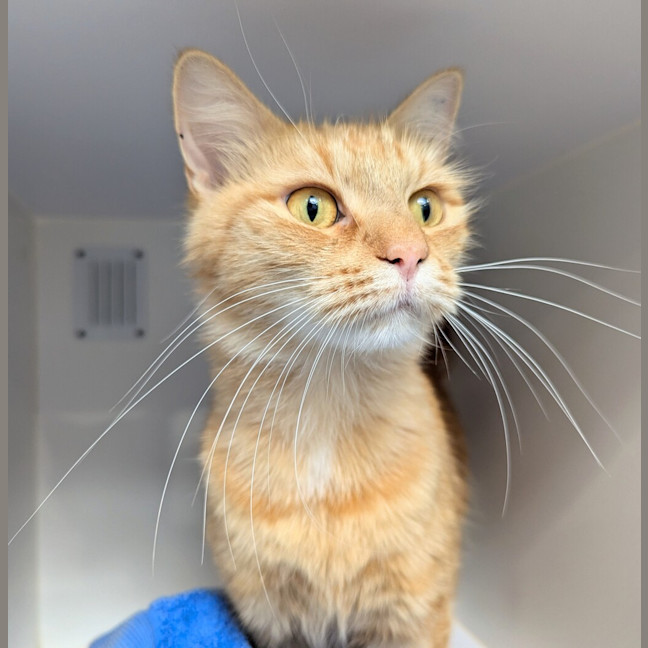 Photo of Lulu