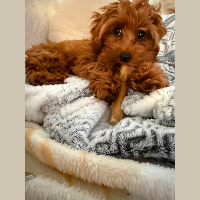 Photo of Josie 