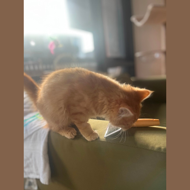 Photo of Princess Peach   Located In Kensington