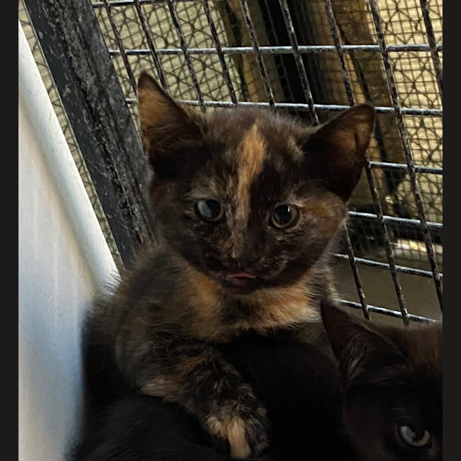 Photo of Chilli
