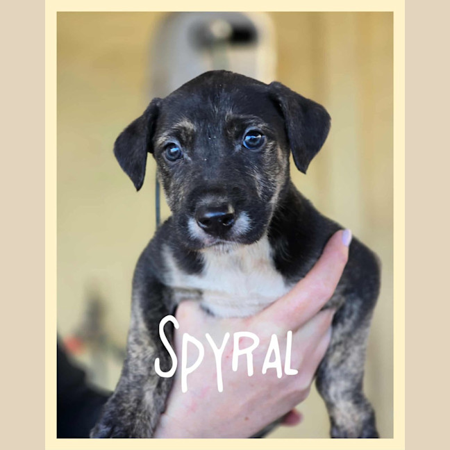 Photo of Spyral