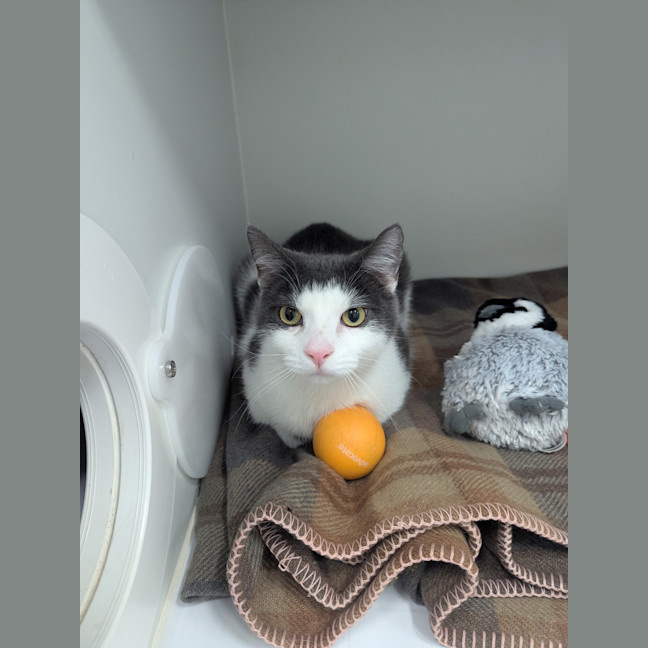 Photo of Taco