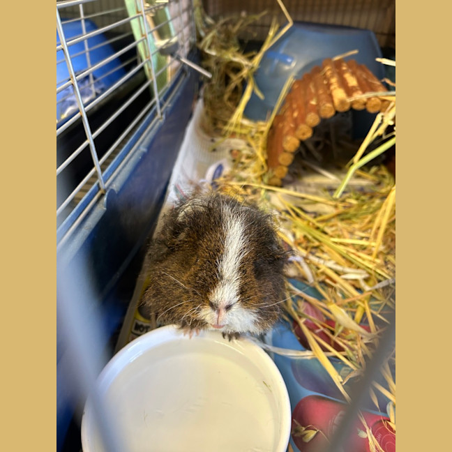Photo of Mochi