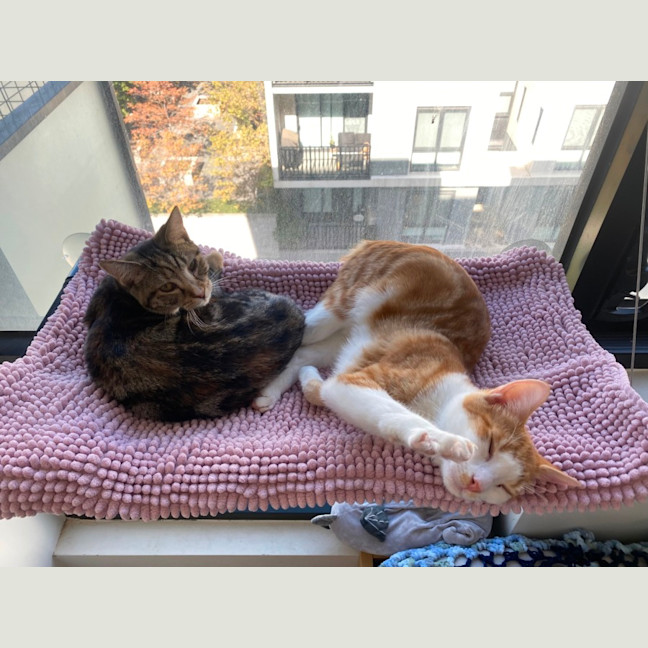 Photo of Caitlyn **2nd Chance Cat Rescue**