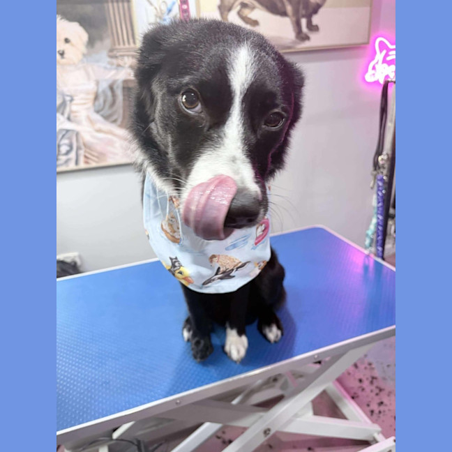 Photo of Chestnut