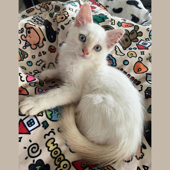Photo of Thor