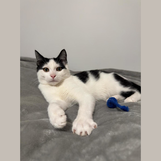 Photo of Smudge