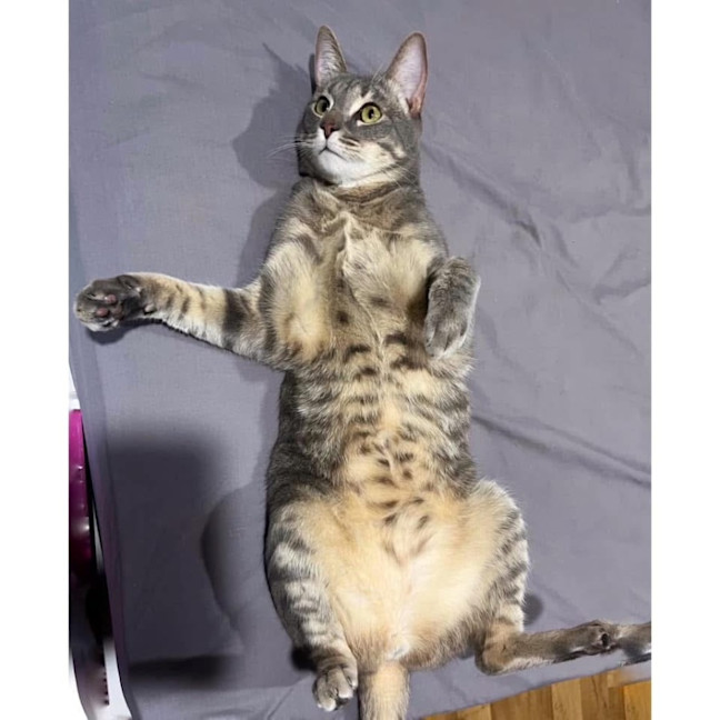 Photo of 11624   Milo