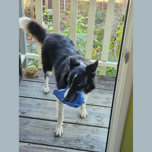 Photo of Echo