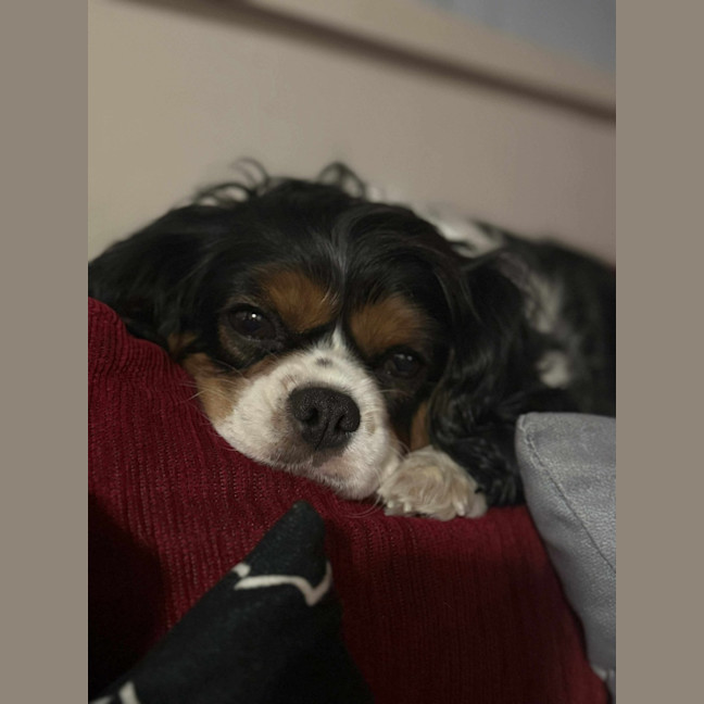 Photo of Chello 😍