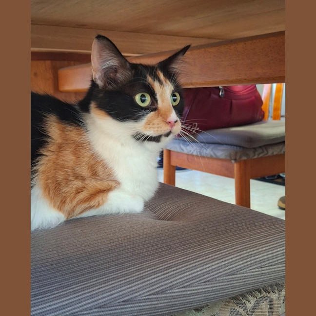 Photo of Frankie 💋 *9 Lives Project Rescue*