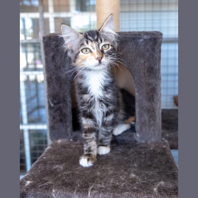Photo of Bramble