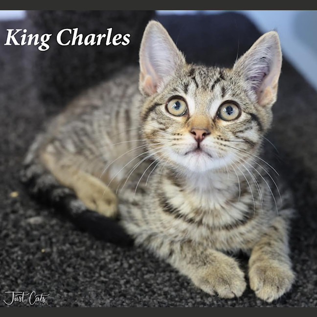 Photo of King Charles   Pet Stock Invermay
