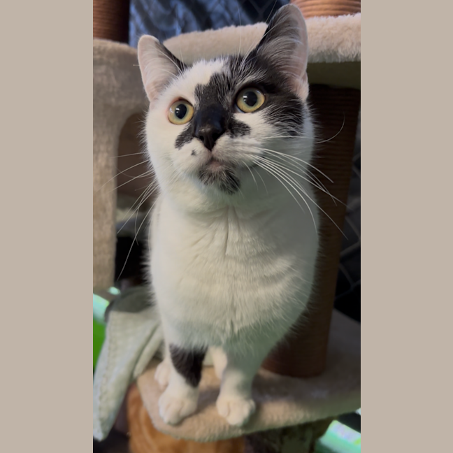 Photo of Chomps