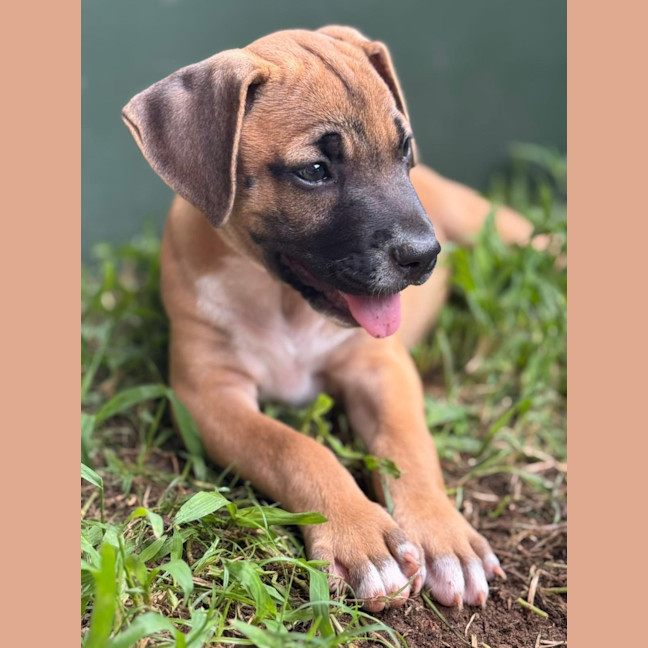 Photo of Rusty/Pumpkin Spice