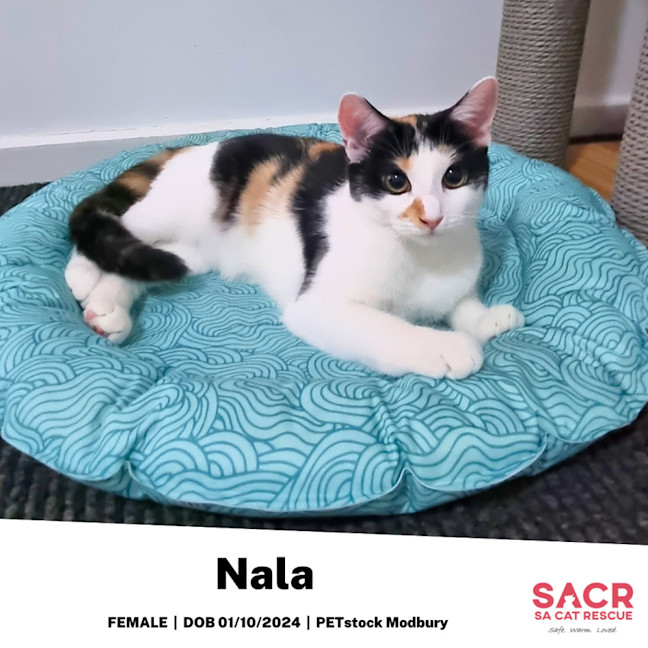 Photo of Nala