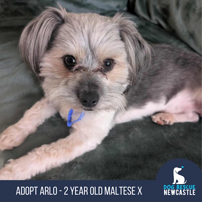 Photo of Arlo   2 Year Old Maltese X