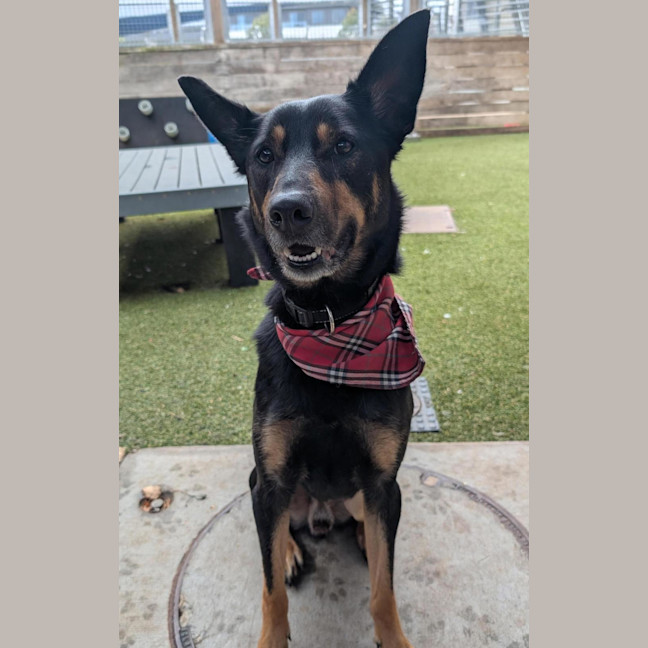 Photo of Archie 