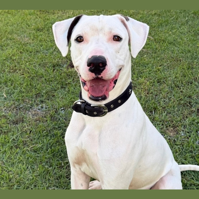 Photo of Bosco 
