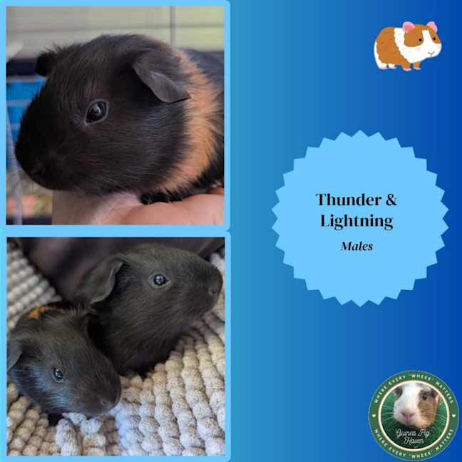 Photo of Thunder & Lightning