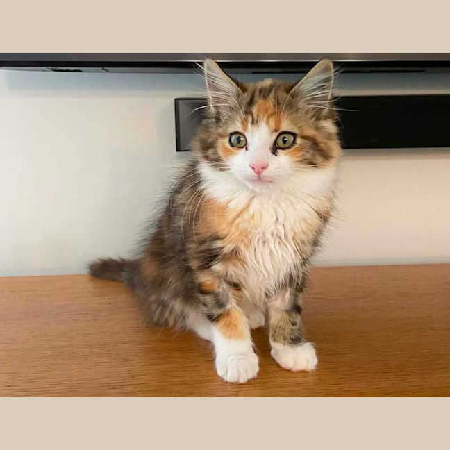 Photo of Hazel