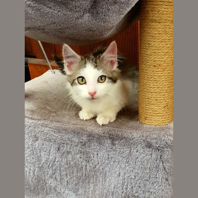 Photo of Biscuit