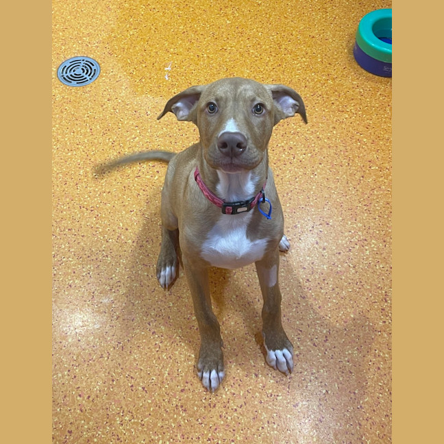 Photo of Butterscotch