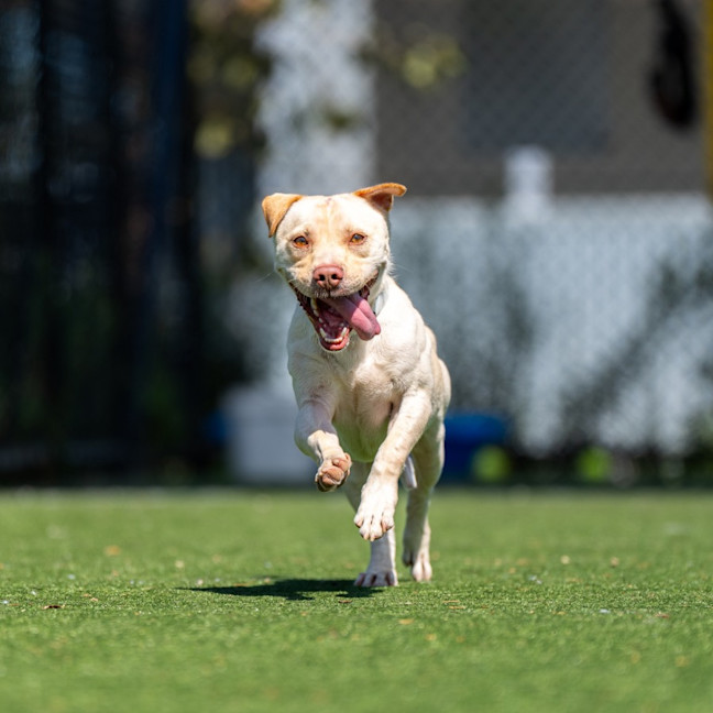 Photo of Buster Imp 51