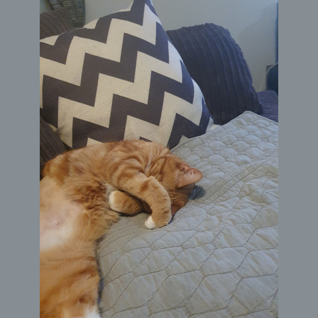 Photo of Pepper