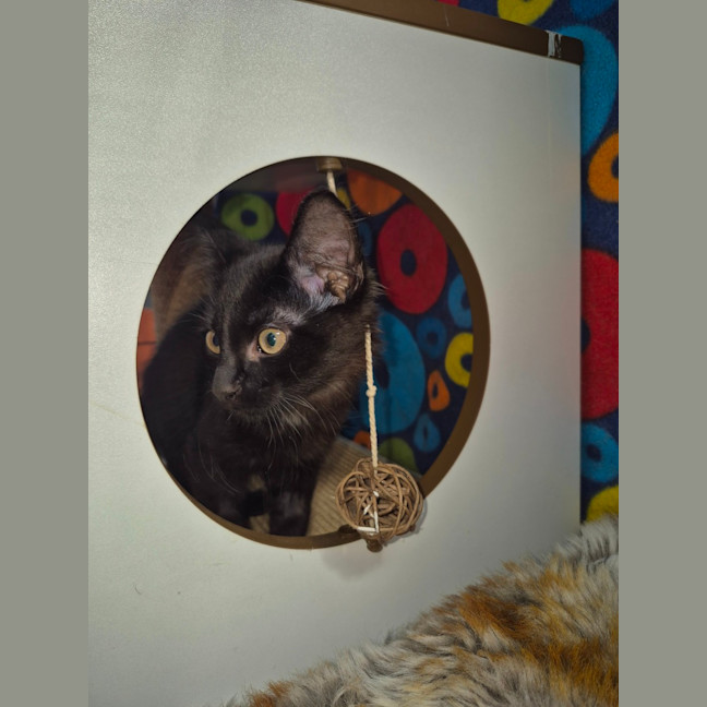 Photo of Luciano **2nd Chance Cat Rescue**