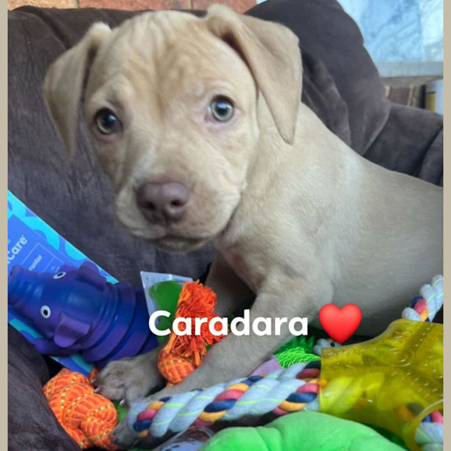 Photo of ☘️ Clover Dara's Litter ☘️