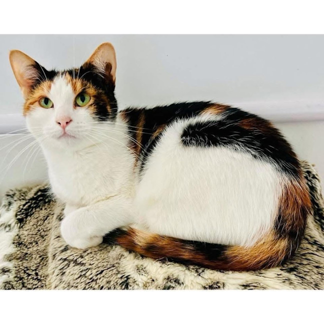 Photo of 12326   Pheobee