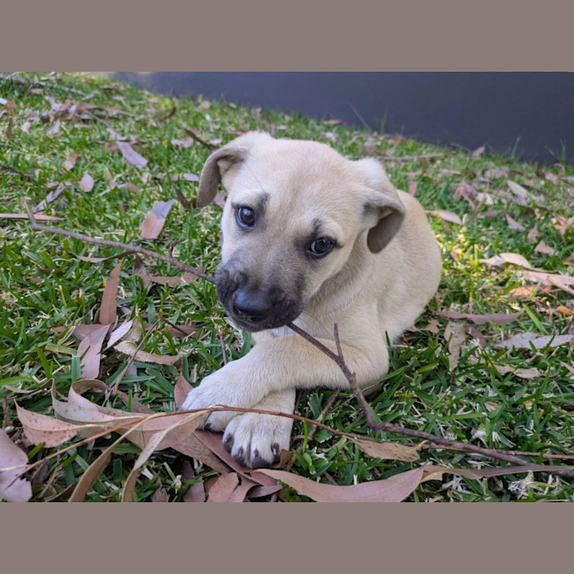 Photo of Dusky