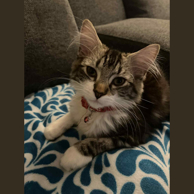 Photo of Gadget   Located In Pakenham